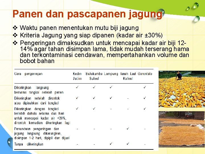 Panen dan pascapanen jagung v Waktu panen menentukan mutu biji jagung v Kriteria Jagung