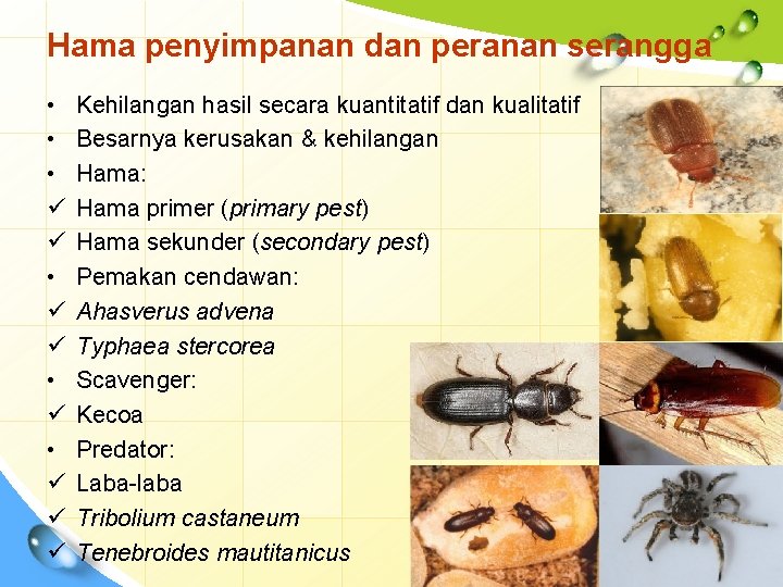Hama penyimpanan dan peranan serangga • • • ü ü ü Kehilangan hasil secara