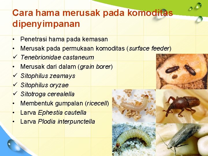 Cara hama merusak pada komoditas dipenyimpanan • • ü ü ü • • •