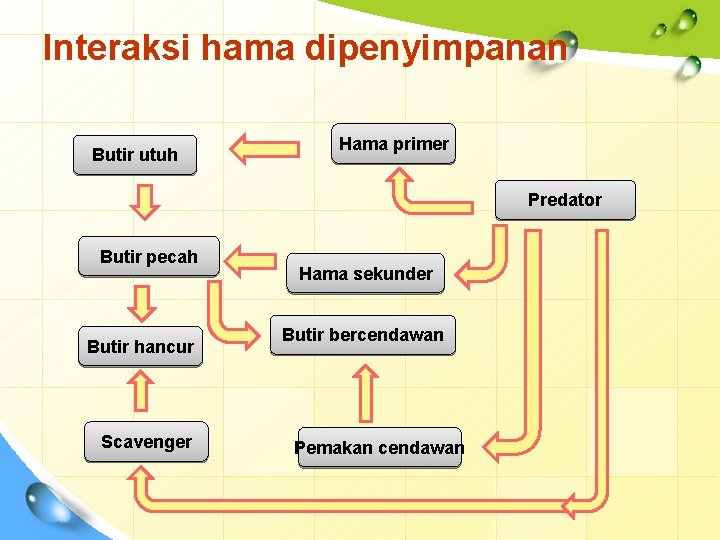 Interaksi hama dipenyimpanan Butir utuh Hama primer Predator Butir pecah Butir hancur Scavenger Hama