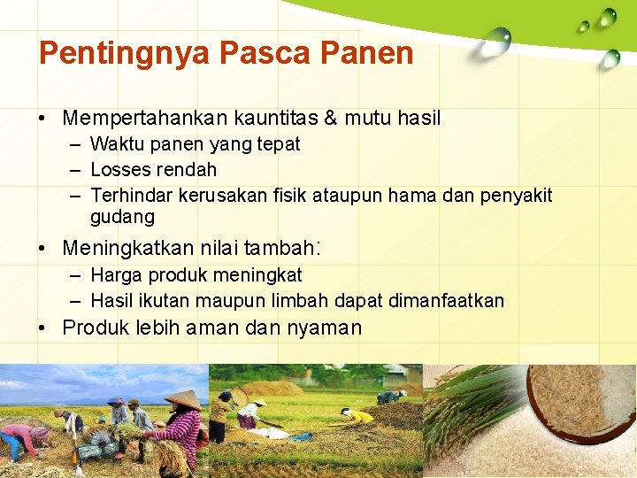 Pentingnya Pasca Panen • Mempertahankan kauntitas & mutu hasil – Waktu panen yang tepat