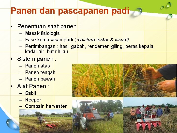 Panen dan pascapanen padi • Penentuan saat panen : – Masak fisiologis – Fase