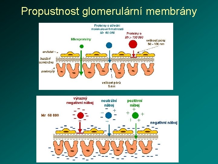 Propustnost glomerulární membrány 