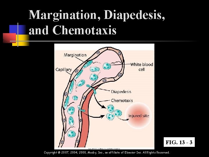 Margination, Diapedesis, and Chemotaxis FIG. 13 - 3 Copyright © 2007, 2004, 2000, Mosby,