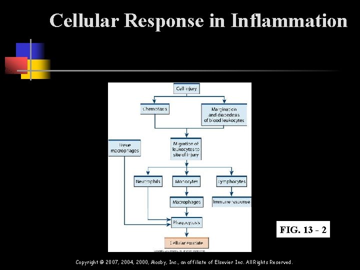 Cellular Response in Inflammation FIG. 13 - 2 Copyright © 2007, 2004, 2000, Mosby, Cellular Response in Inflammation FIG. 13 - 2 Copyright © 2007, 2004, 2000, Mosby,