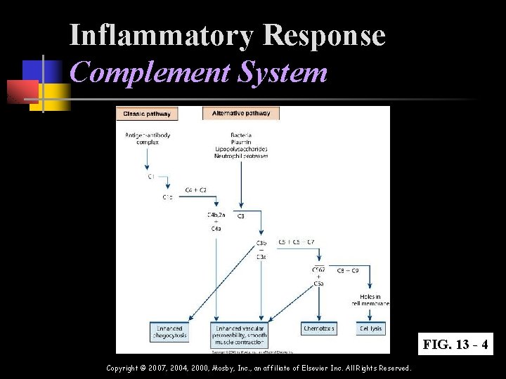 Inflammatory Response Complement System FIG. 13 - 4 Copyright © 2007, 2004, 2000, Mosby,