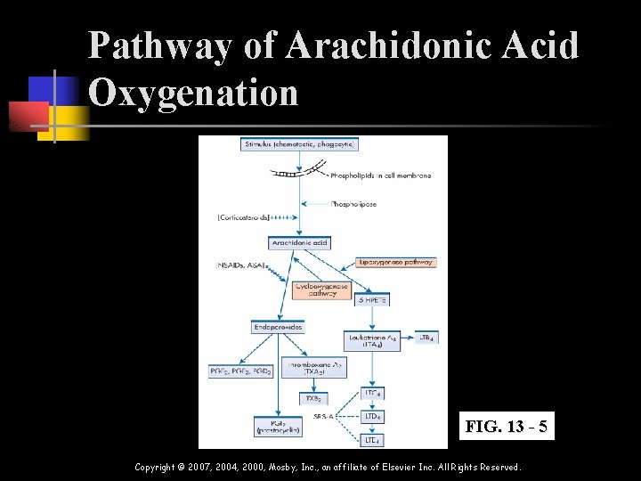 Pathway of Arachidonic Acid Oxygenation FIG. 13 - 5 Copyright © 2007, 2004, 2000, Pathway of Arachidonic Acid Oxygenation FIG. 13 - 5 Copyright © 2007, 2004, 2000,