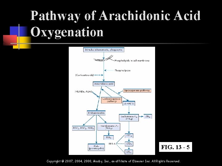 Pathway of Arachidonic Acid Oxygenation FIG. 13 - 5 Copyright © 2007, 2004, 2000,