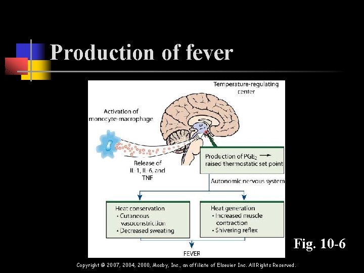 Production of fever Fig. 10 -6 Copyright © 2007, 2004, 2000, Mosby, Inc. ,