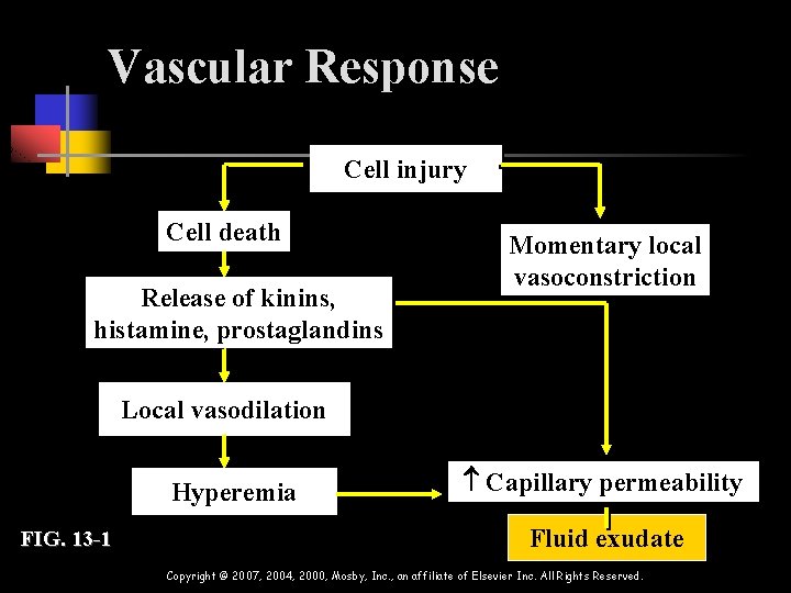 Vascular Response Cell injury Cell death Release of kinins, histamine, prostaglandins Momentary local vasoconstriction