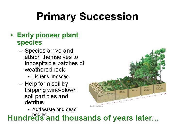 Primary Succession • Early pioneer plant species – Species arrive and attach themselves to