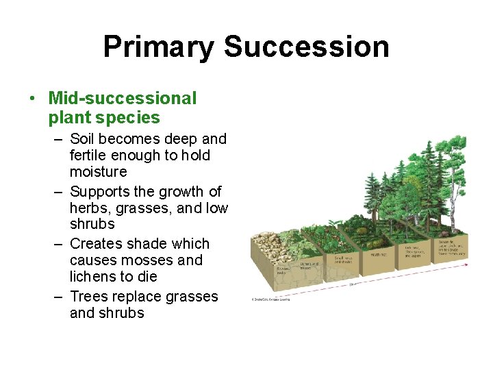 Primary Succession • Mid-successional plant species – Soil becomes deep and fertile enough to