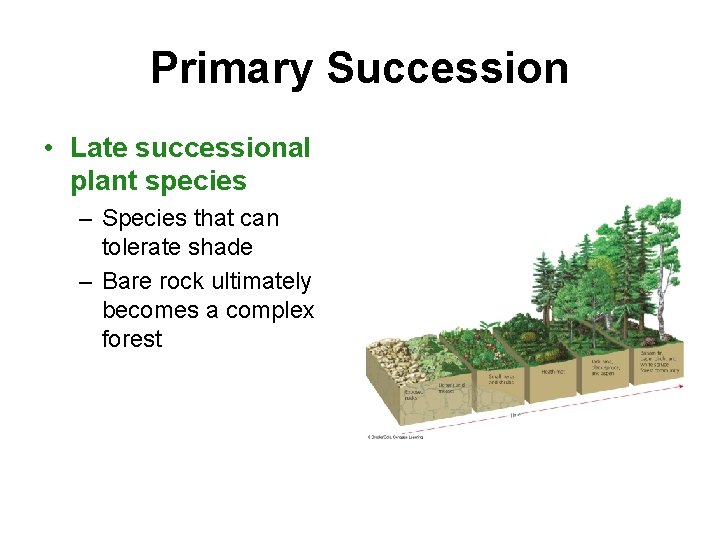 Primary Succession • Late successional plant species – Species that can tolerate shade –