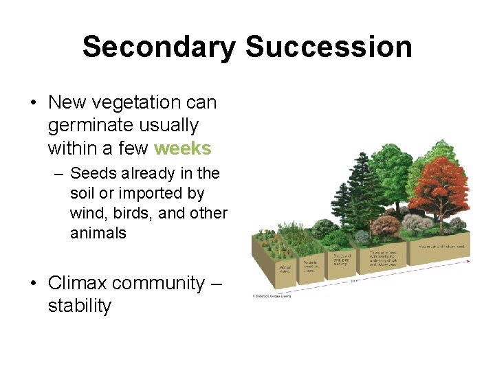 Secondary Succession • New vegetation can germinate usually within a few weeks – Seeds