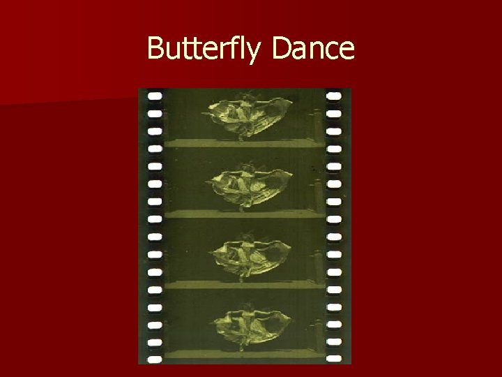 Butterfly Dance 