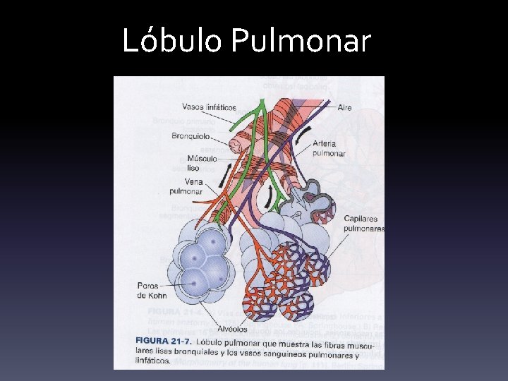 Lóbulo Pulmonar 