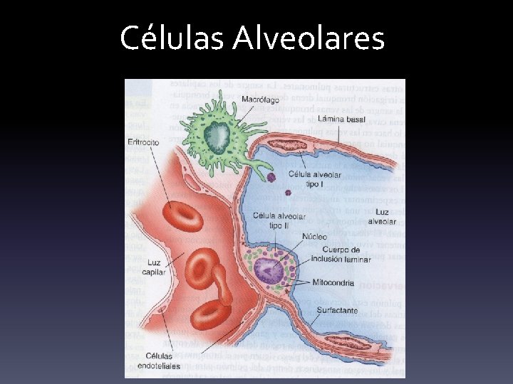 Células Alveolares 