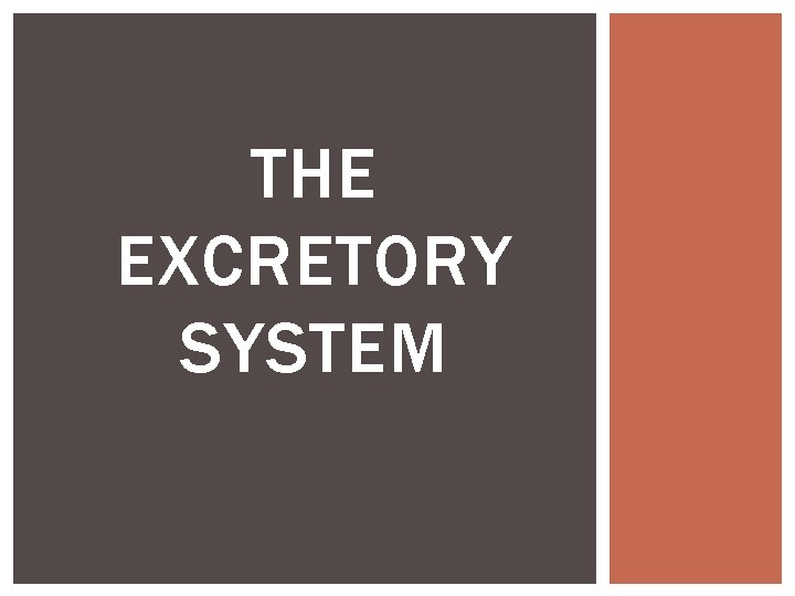 THE EXCRETORY SYSTEM 