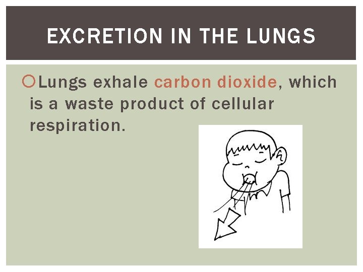 EXCRETION IN THE LUNGS Lungs exhale carbon dioxide, which is a waste product of