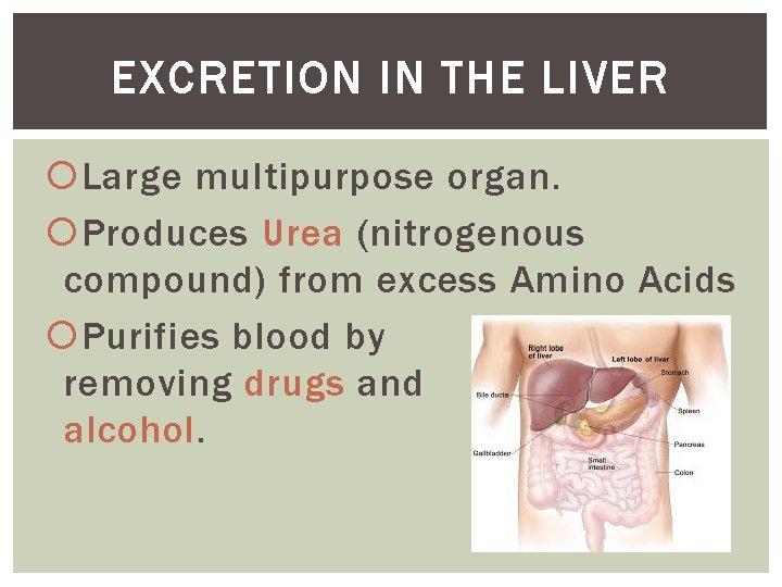 EXCRETION IN THE LIVER Large multipurpose organ. Produces Urea (nitrogenous compound) from excess Amino