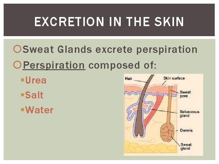 EXCRETION IN THE SKIN Sweat Glands excrete perspiration Perspiration composed of: §Urea §Salt §Water