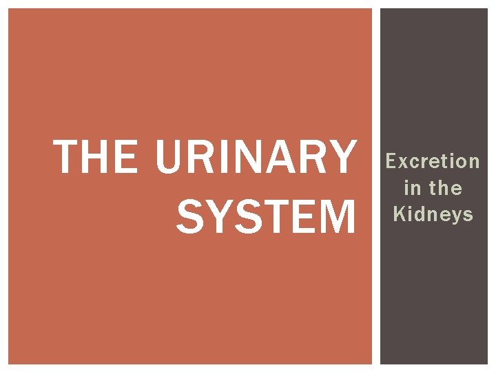 THE URINARY SYSTEM Excretion in the Kidneys 