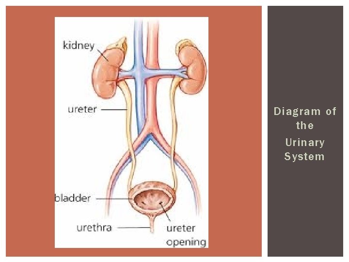 Diagram of the Urinary System 