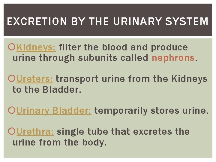 EXCRETION BY THE URINARY SYSTEM Kidneys: filter the blood and produce urine through subunits