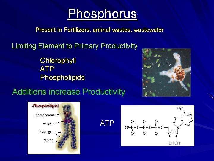 Phosphorus Present in Fertilizers, animal wastes, wastewater Limiting Element to Primary Productivity Chlorophyll ATP