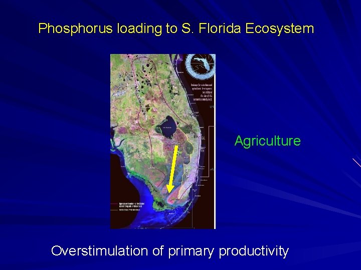 Phosphorus loading to S. Florida Ecosystem Agriculture Overstimulation of primary productivity 