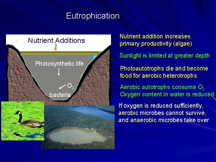 Eutrophication Nutrient Additions Nutrient addition increases primary productivity (algae) Sunlight is limited at greater