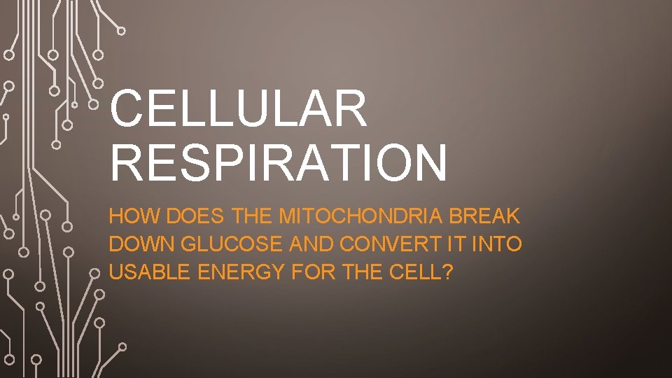 CELLULAR RESPIRATION HOW DOES THE MITOCHONDRIA BREAK DOWN GLUCOSE AND CONVERT IT INTO USABLE