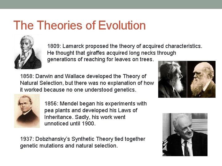 The Theories of Evolution 1809: Lamarck proposed theory of acquired characteristics. He thought that