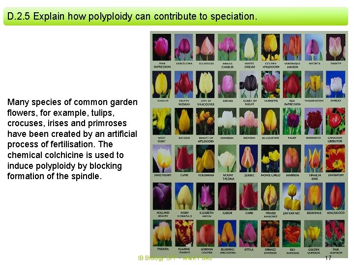 D. 2. 5 Explain how polyploidy can contribute to speciation. Many species of common