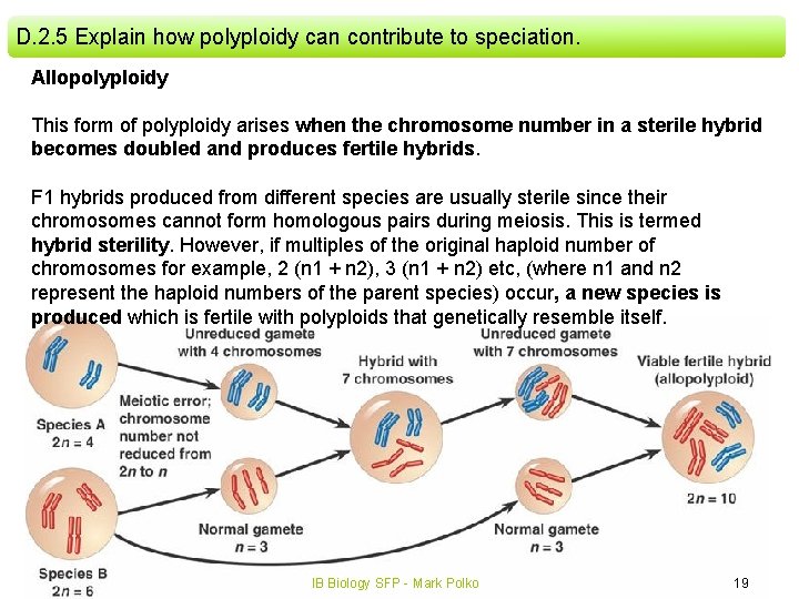 D. 2. 5 Explain how polyploidy can contribute to speciation. Allopolyploidy This form of