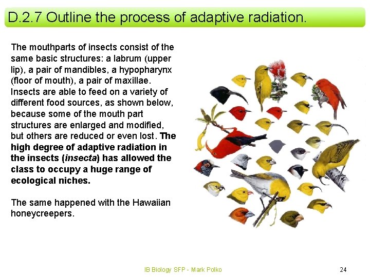 D. 2. 7 Outline the process of adaptive radiation. The mouthparts of insects consist