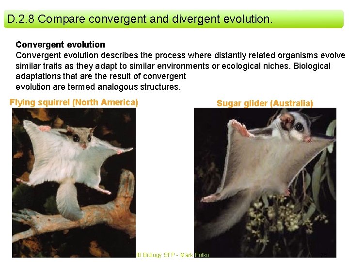 D. 2. 8 Compare convergent and divergent evolution. Convergent evolution describes the process where