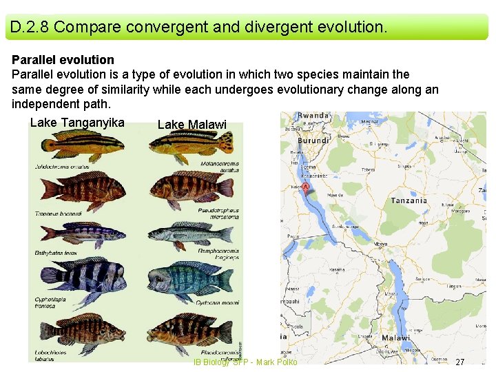 D. 2. 8 Compare convergent and divergent evolution. Parallel evolution is a type of