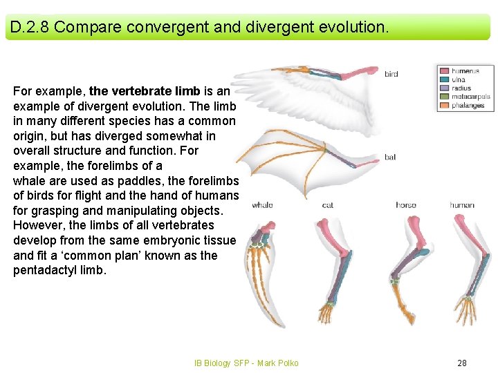 D. 2. 8 Compare convergent and divergent evolution. For example, the vertebrate limb is