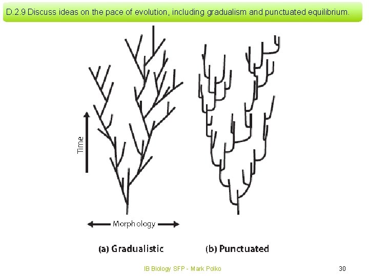 D. 2. 9 Discuss ideas on the pace of evolution, including gradualism and punctuated