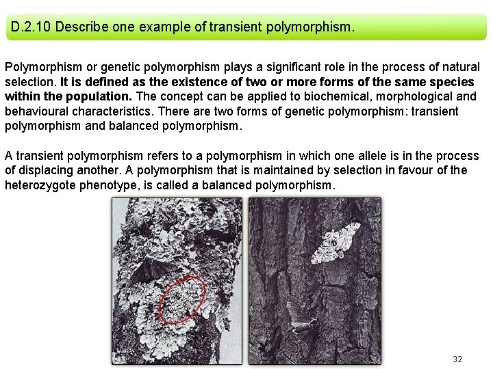 D. 2. 10 Describe one example of transient polymorphism. Polymorphism or genetic polymorphism plays