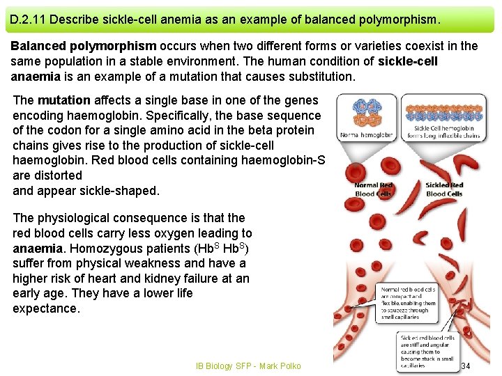 D. 2. 11 Describe sickle-cell anemia as an example of balanced polymorphism. Balanced polymorphism