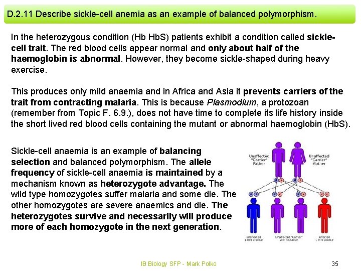 D. 2. 11 Describe sickle-cell anemia as an example of balanced polymorphism. In the