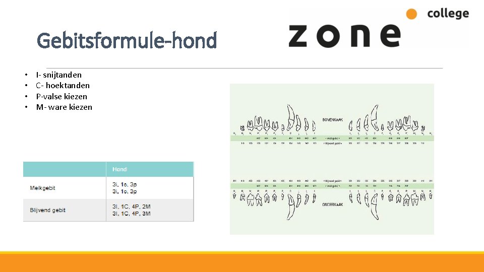 Gebitsformule-hond • • I- snijtanden C- hoektanden P-valse kiezen M- ware kiezen 