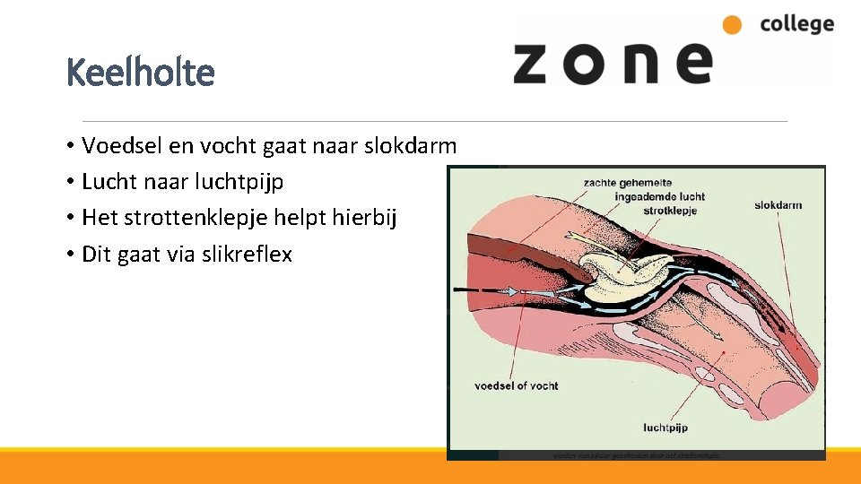 Keelholte • Voedsel en vocht gaat naar slokdarm • Lucht naar luchtpijp • Het