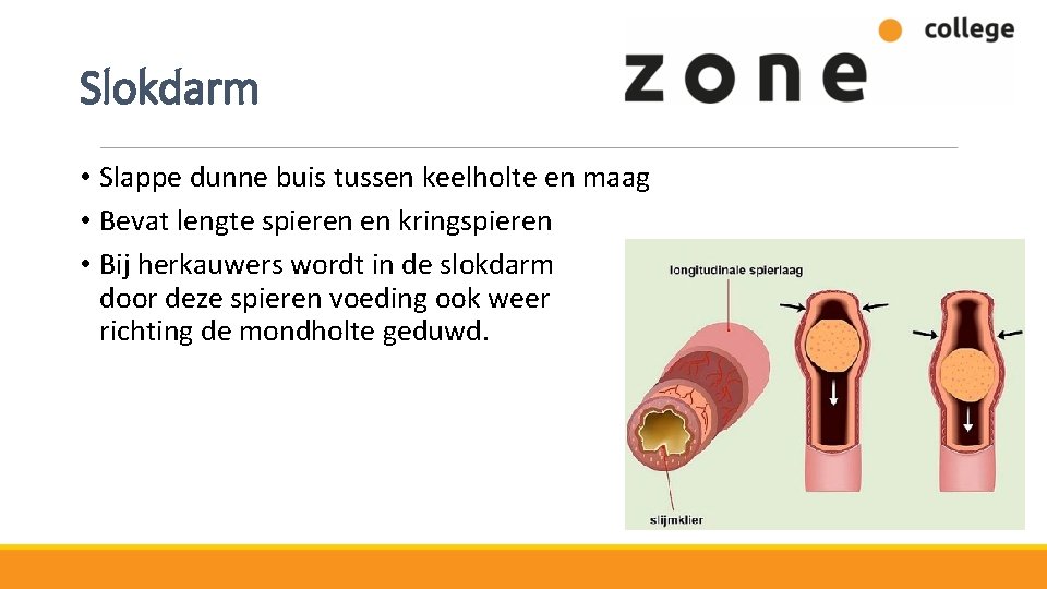 Slokdarm • Slappe dunne buis tussen keelholte en maag • Bevat lengte spieren en