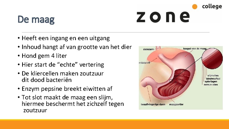 De maag • Heeft een ingang en een uitgang • Inhoud hangt af van