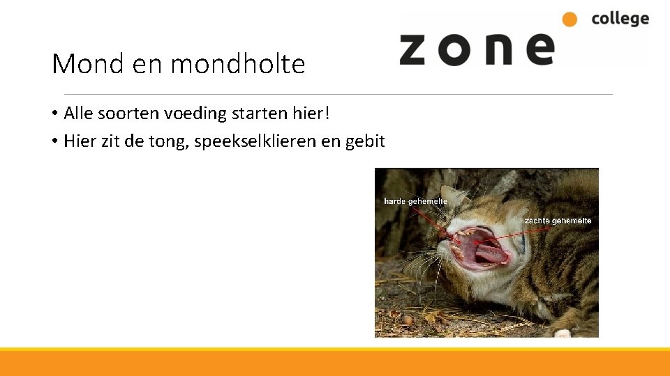 Mond en mondholte • Alle soorten voeding starten hier! • Hier zit de tong,