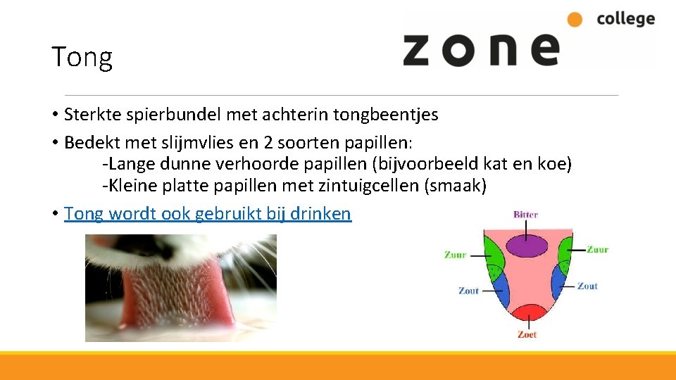 Tong • Sterkte spierbundel met achterin tongbeentjes • Bedekt met slijmvlies en 2 soorten