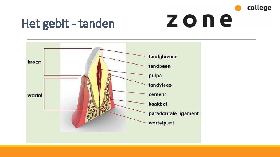 Het gebit - tanden 